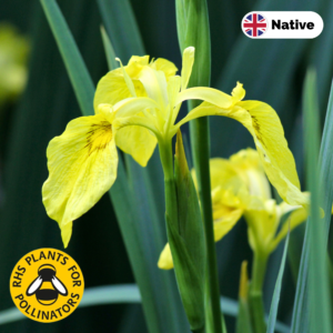 Yellow flag iris (Iris pseudacorus)