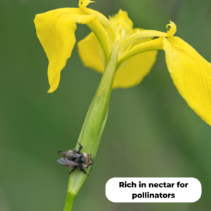 Yellow flag iris (Iris pseudacorus). Rich in nectar for pollinators.