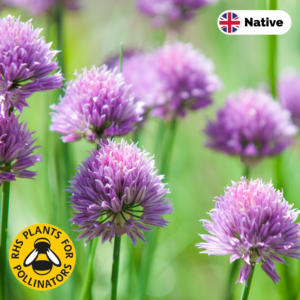 Chives (Allium schoenoprasum)