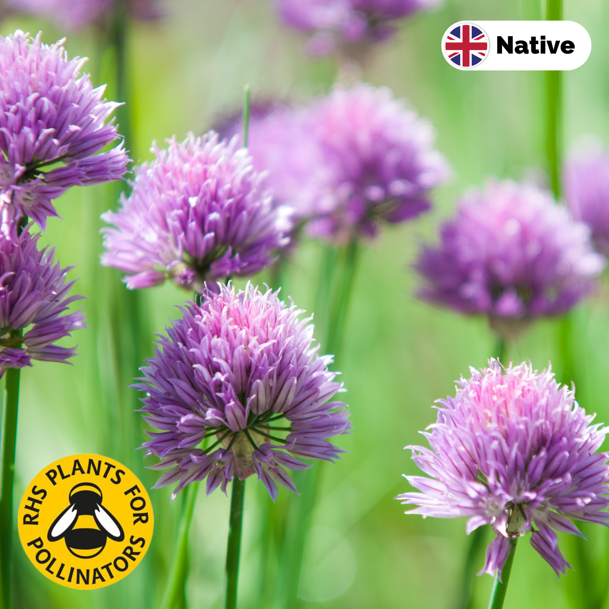 Chives (Allium schoenoprasum)