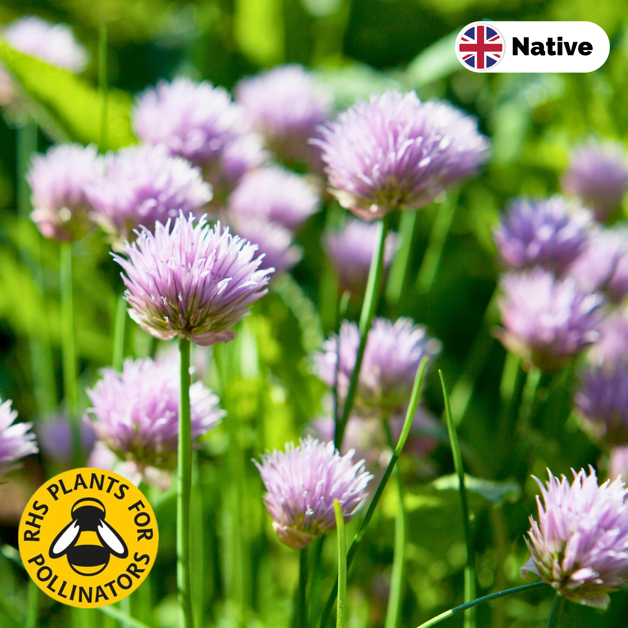 Chives (Allium schoenoprasum)
