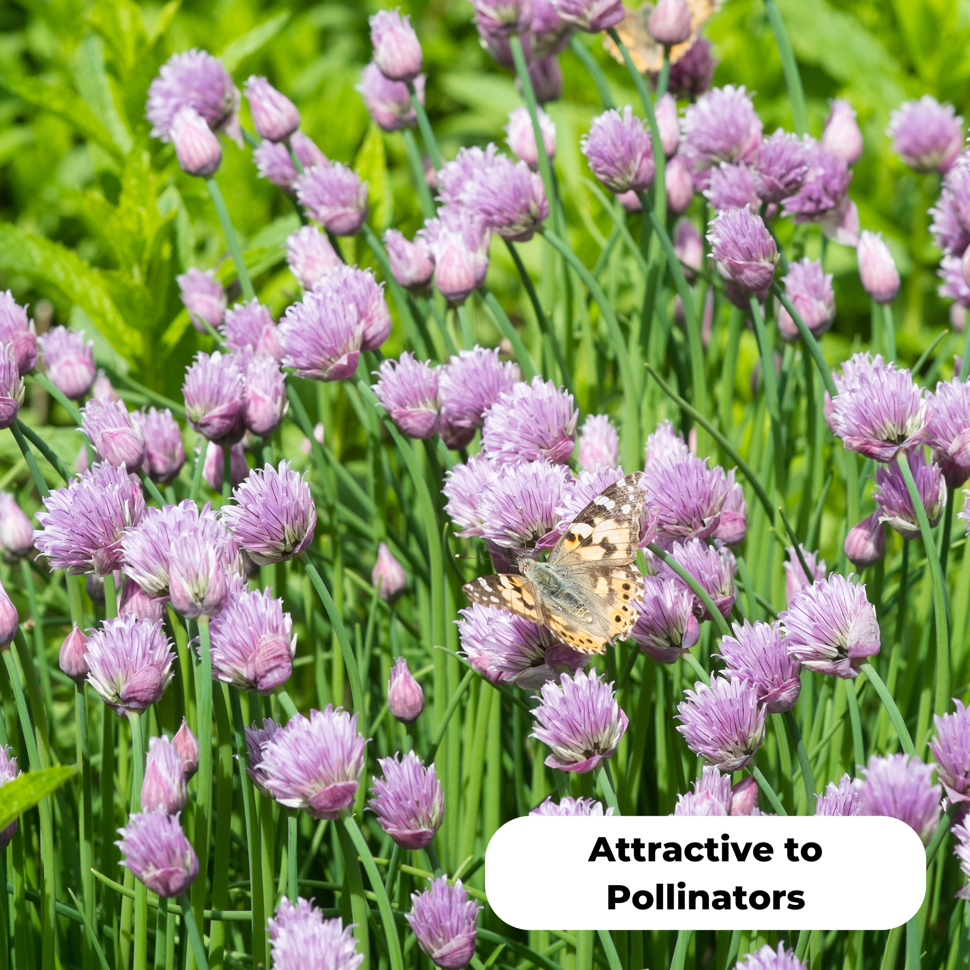 Chives (Allium schoenoprasum) with a butterfly sitting on it. Attractive to pollinators.