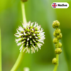 Branched bur reed (Sparganium erectum)