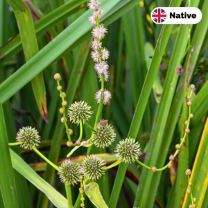 Branched bur reed (Sparganium erectum)