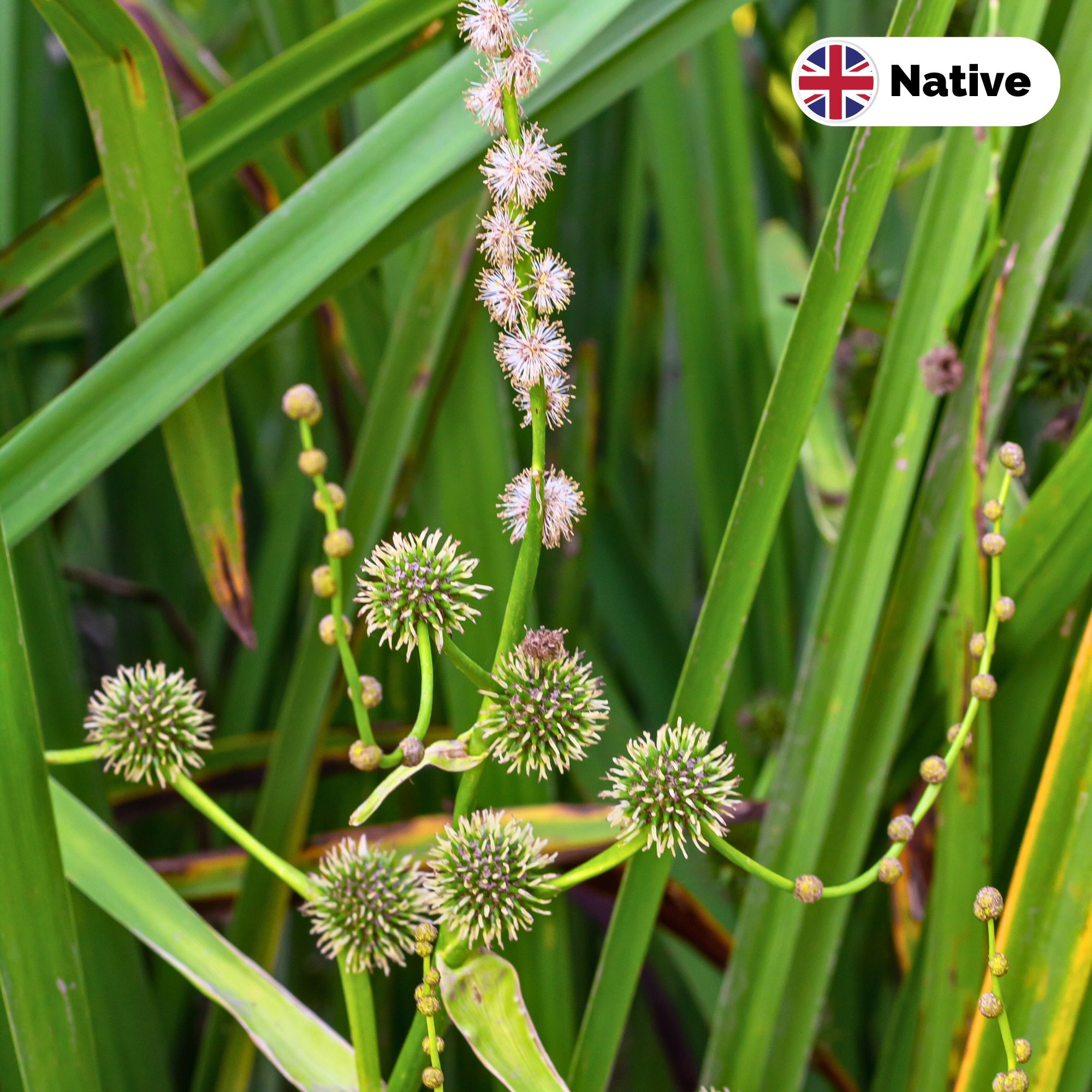 Branched bur reed (Sparganium erectum)