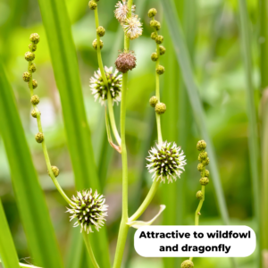 Branched bur reed (Sparganium erectum). Attractive to wildfowl and dragonfly