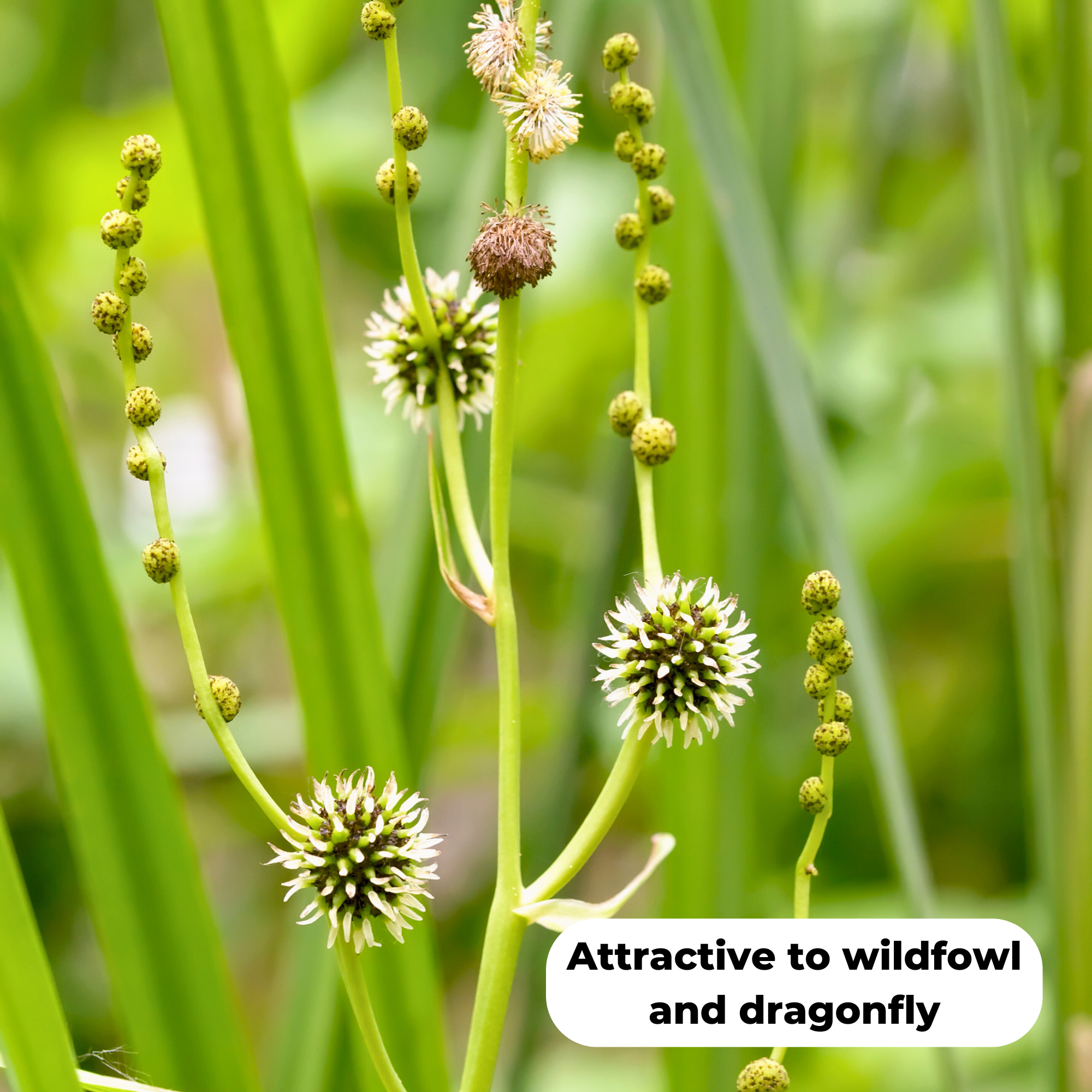 Branched bur reed (Sparganium erectum). Attractive to wildfowl and dragonfly
