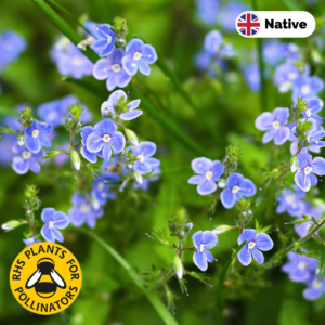 Brooklime (Veronica beccabunga) flower