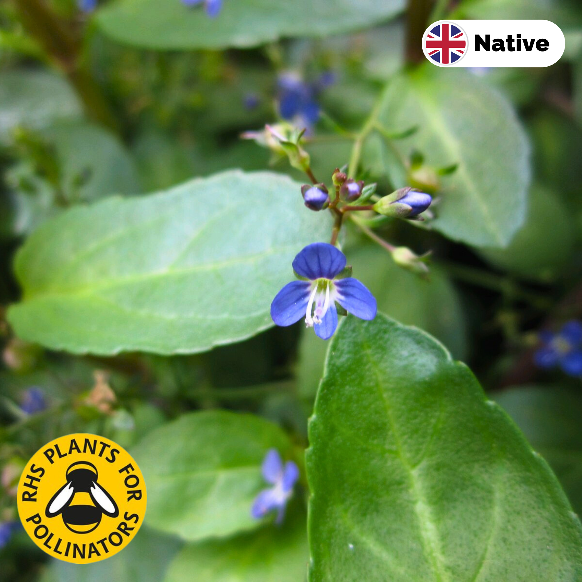 Brooklime (Veronica beccabunga) flower