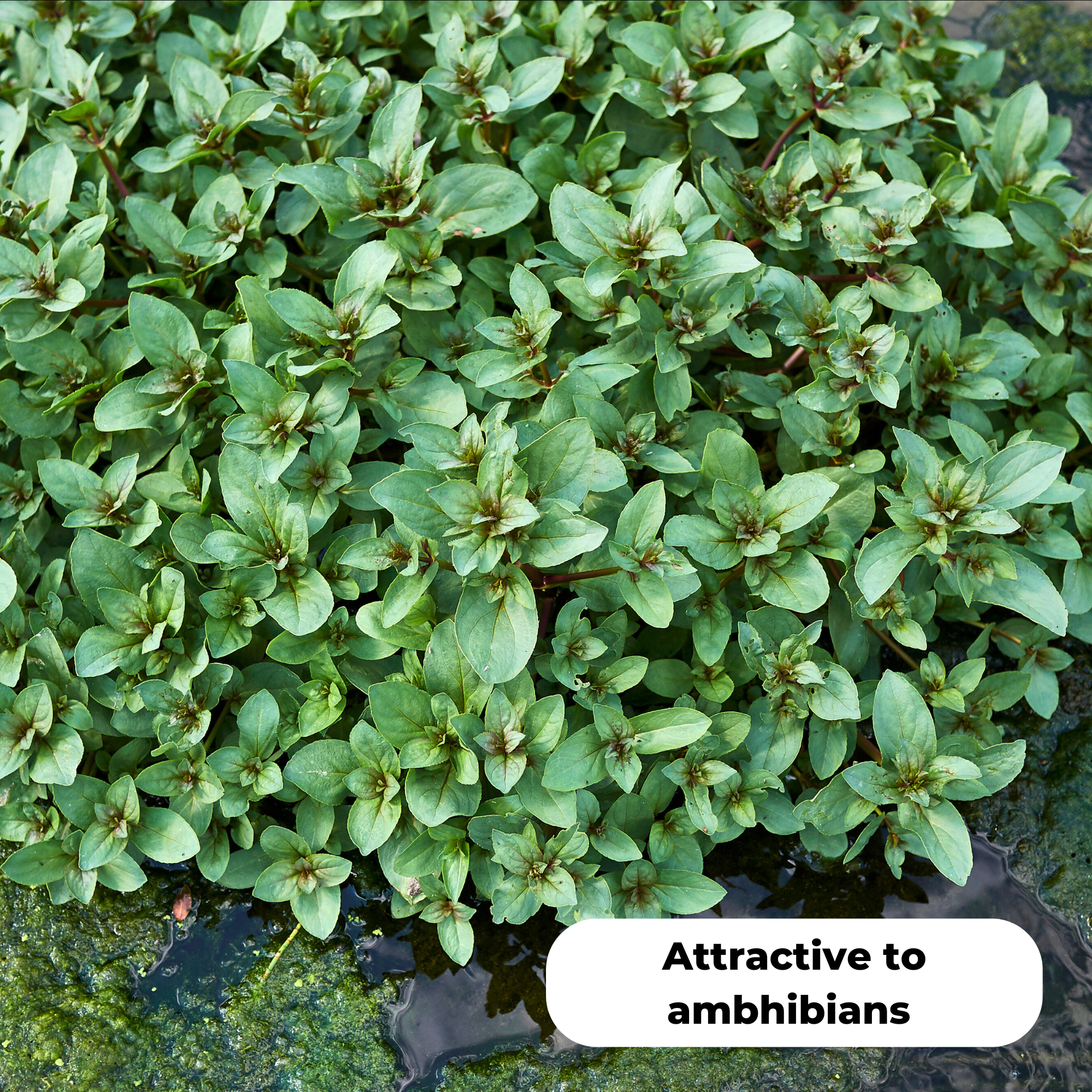 Brooklime (Veronica beccabunga). Attractive to amphibians
