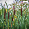 Bulrush (Typha latifolia)