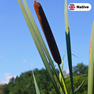 Bulrush (Typha latifolia)