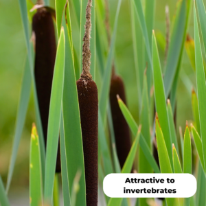 Bulrush (Typha latifolia). Attractive to inverterbrates