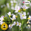 Cuckoo flower (Cardamine pratensis)