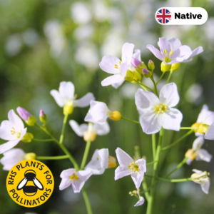 Cuckoo flower (Cardamine pratensis)