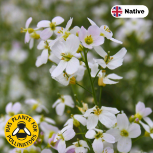 Cuckoo flower (Cardamine pratensis)