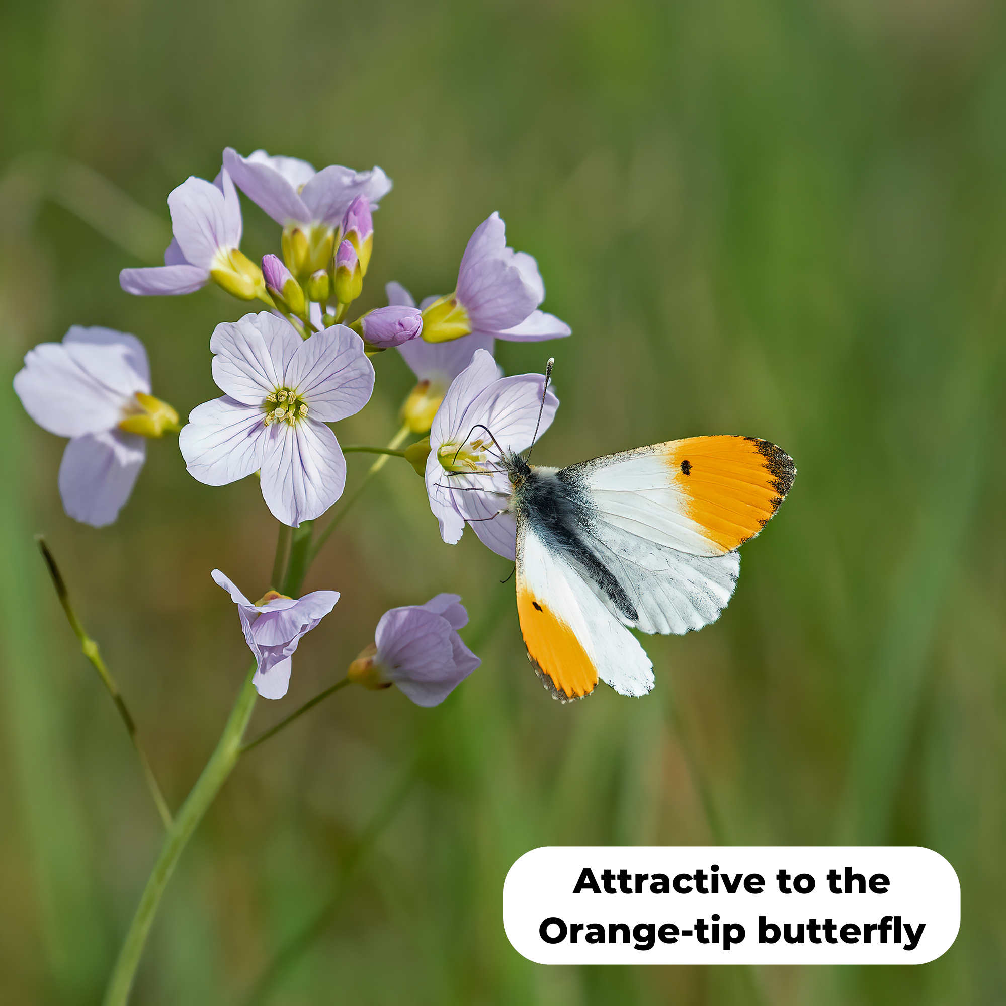 Cuckoo flower (Cardamine pratensis) with an orange tip butterfly sitting on the flower feeding. It is known to attract them.