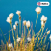 Cotton grass (Eriophorum angustifolium) 6