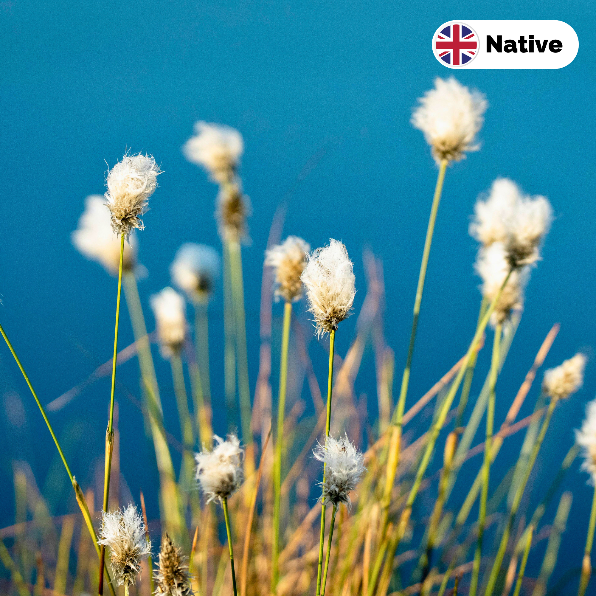 Cotton grass (Eriophorum angustifolium) 6