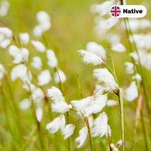 Cotton grass (Eriophorum angustifolium) 6