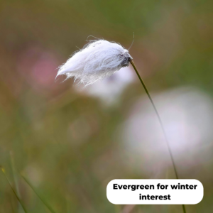 Cotton grass (Eriophorum angustifolium). Evergreen for winter interest