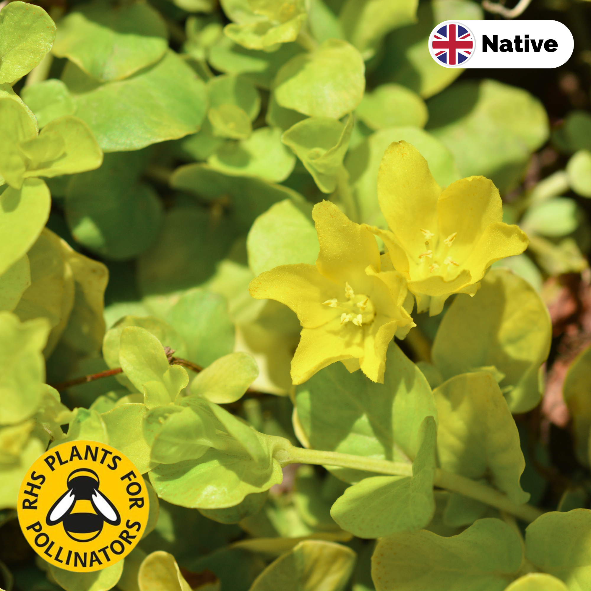 Creeping jenny (lysimachia nummularia) flower