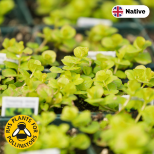 Creeping jenny (lysimachia nummularia)