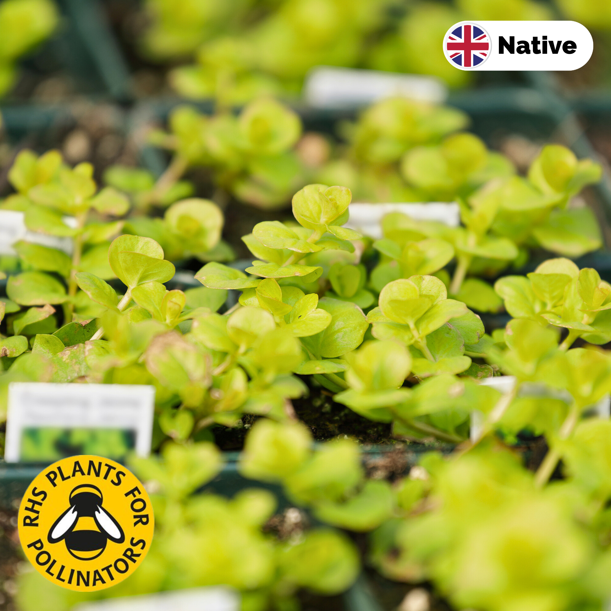 Creeping jenny (lysimachia nummularia)
