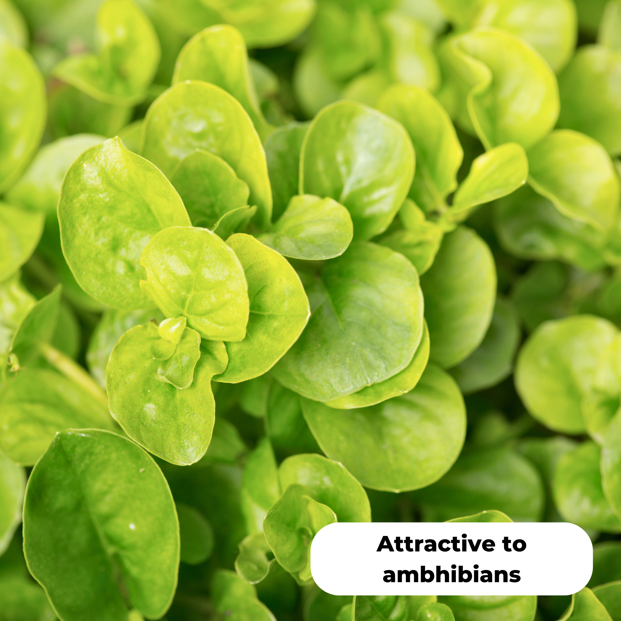 Creeping jenny (lysimachia nummularia). Attractive to amphibians.