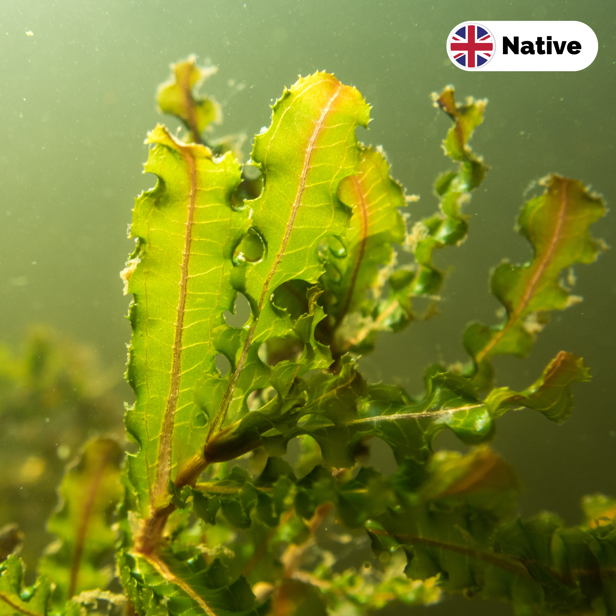 Curled pondweed (Potamogeton crispus)