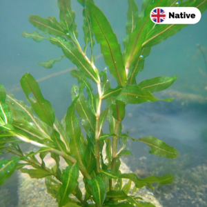 Curled pondweed (Potamogeton crispus)