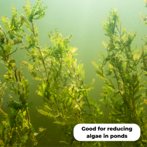 Curled pondweed (Potamogeton crispus). Good for reducing algae in ponds.