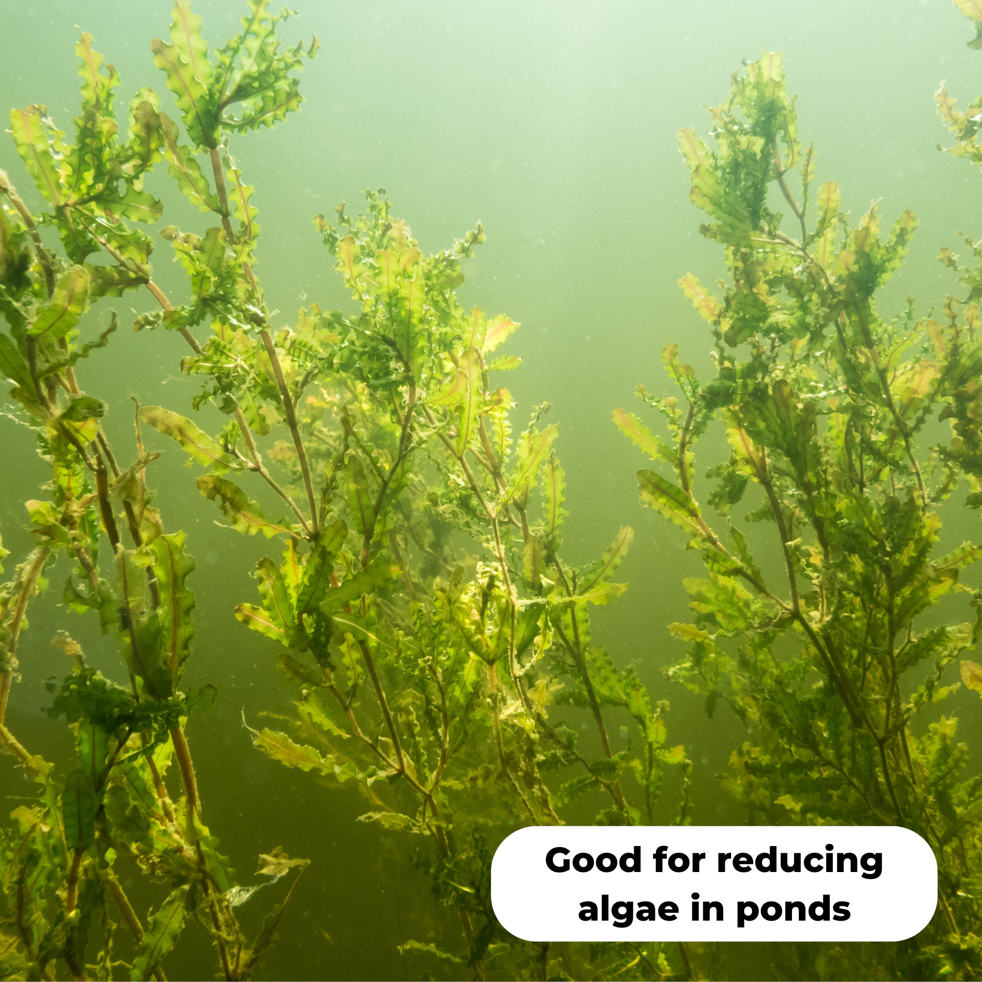 Curled pondweed (Potamogeton crispus). Good for reducing algae in ponds.