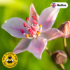 Flowering rush (Butomus umbellatus)