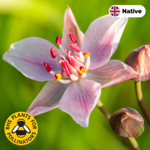 Flowering rush (Butomus umbellatus)