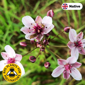 Flowering rush (Butomus umbellatus)