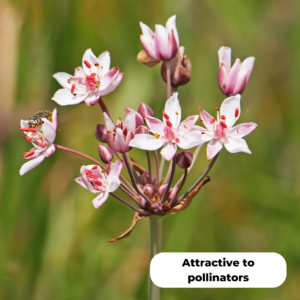 Flowering rush (Butomus umbellatus). Attractive to pollinators.