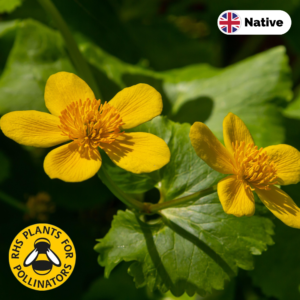 Marsh marigold (Caltha palustris)
