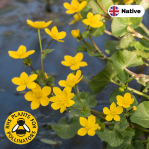 Marsh marigold (Caltha palustris)