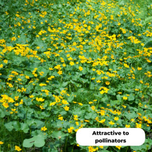 Marsh marigold (Caltha palustris). Attractive to pollinators.