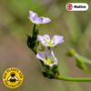 Water Plantain (Alisma plantago aquaticum) flower