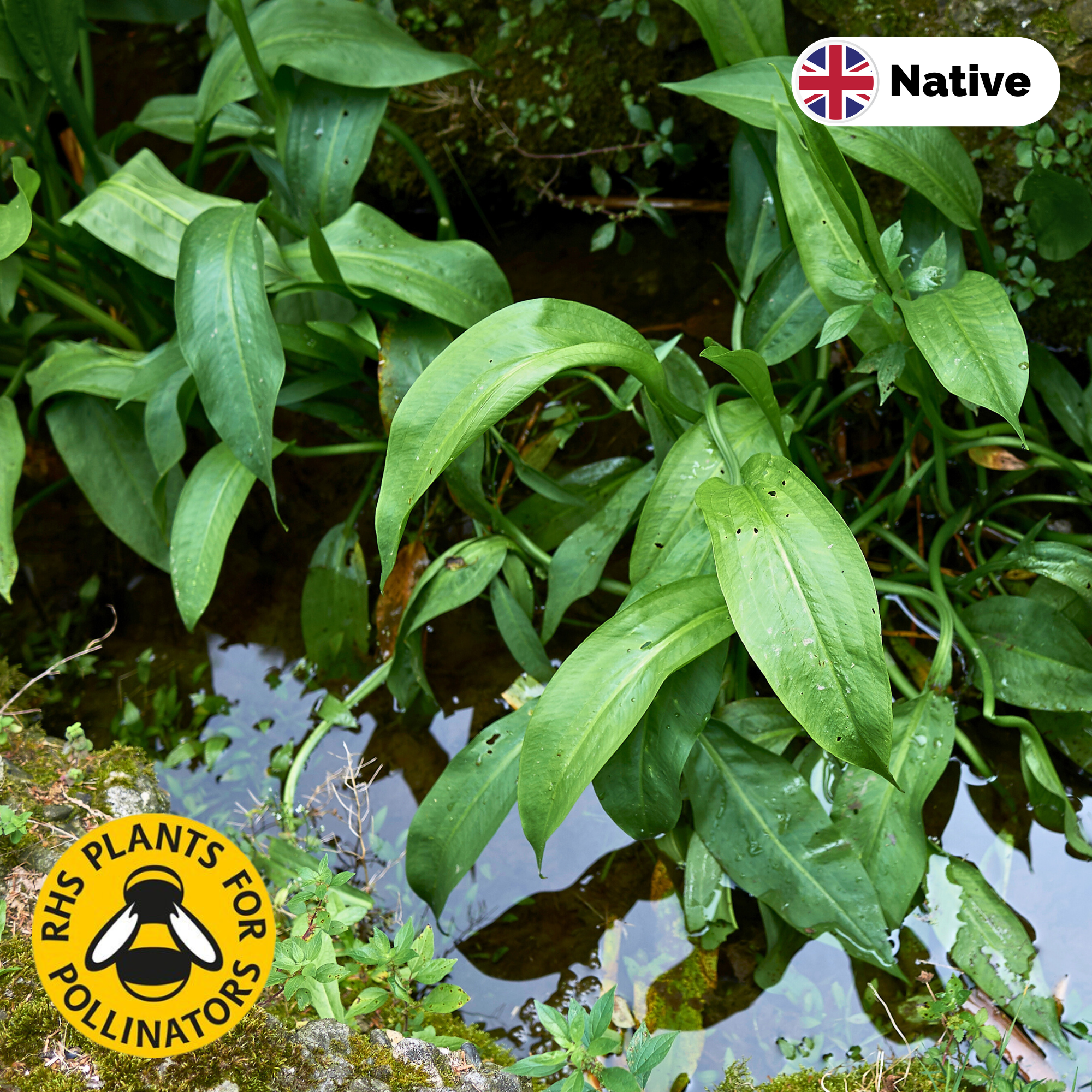 Water Plantain (Alisma plantago aquaticum)