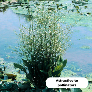 Water Plantain (Alisma plantago aquaticum). Attractive to pollinators.