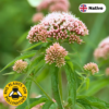 Hemp agrimony (Eupatorium cannabinum)