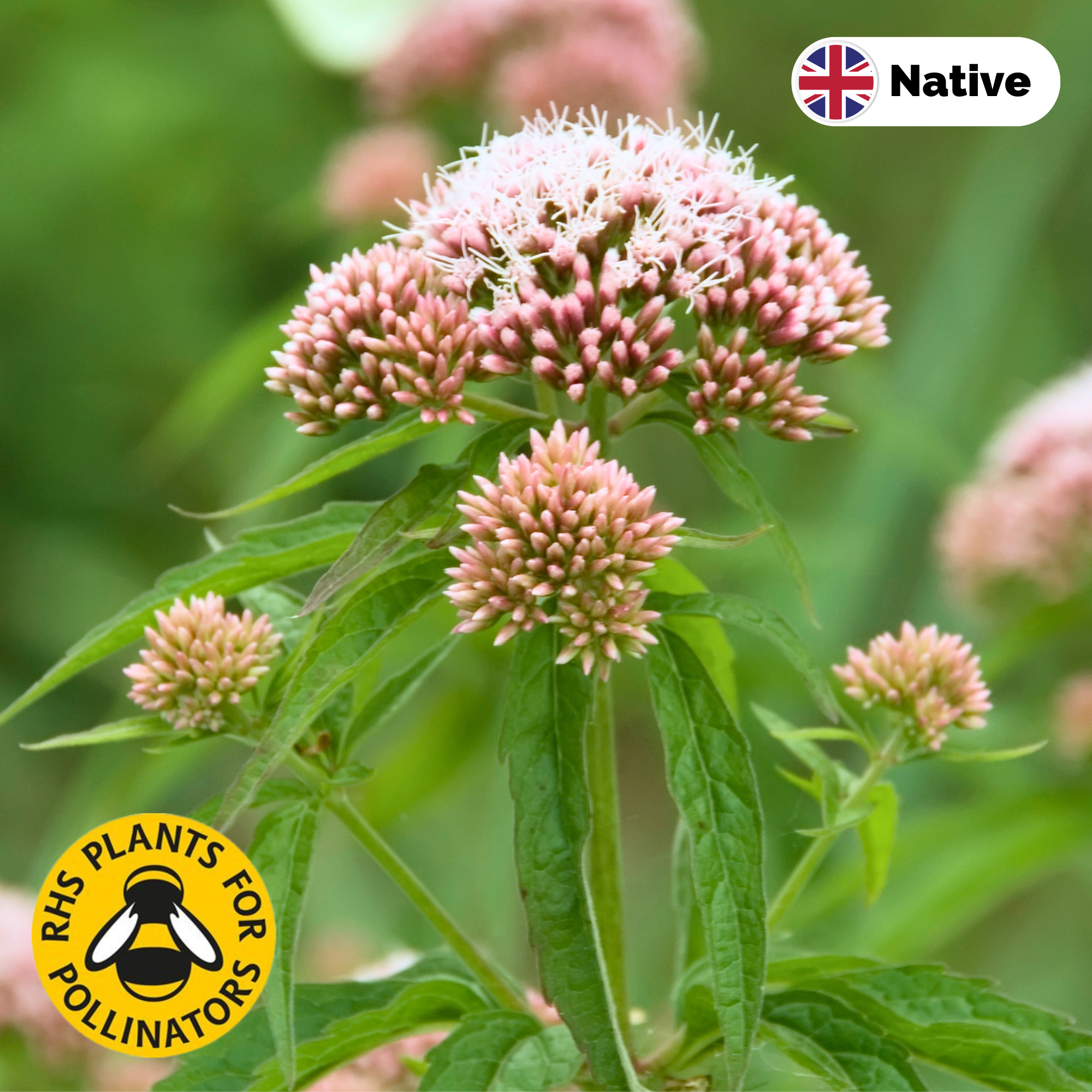 Hemp agrimony (Eupatorium cannabinum)