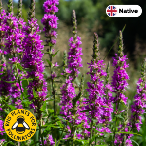 Purple loosestrife (Lythrum salicaria)