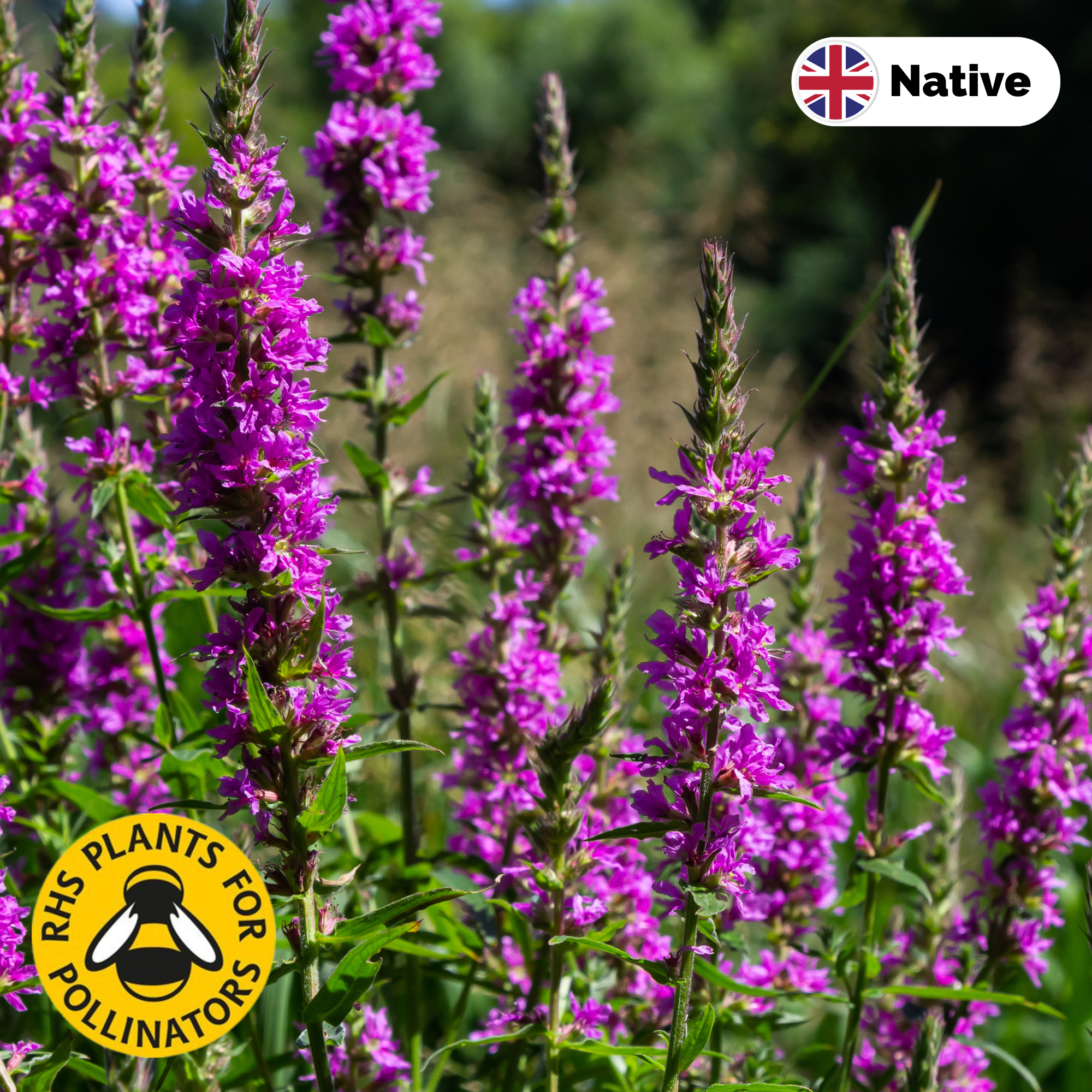 Purple loosestrife (Lythrum salicaria)