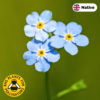 Water forget-me-not
