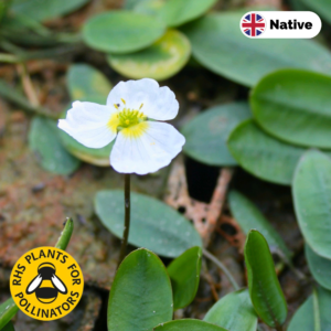 Floating water plantain (Luronium natans)