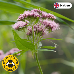 Hemp agrimony (Eupatorium cannabinum)